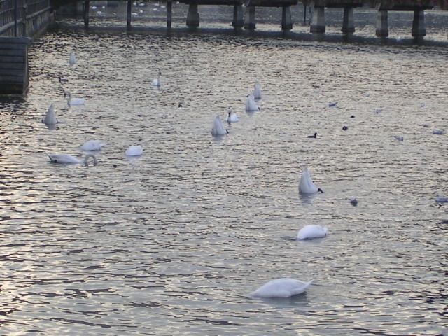 swans bums.jpg
